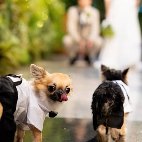 【わんこと挙げる結婚式】選べる特典付き *愛犬全館OKプラン