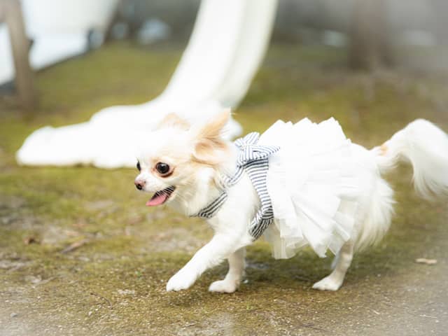 【公式】アネーリ軽井沢（ANELLI KARUIZAWA）| 長野県・軽井沢の結婚式場