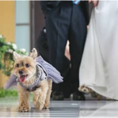 【愛犬と一緒に！】ペットと一緒に過ごすオリジナルウェディングプラン