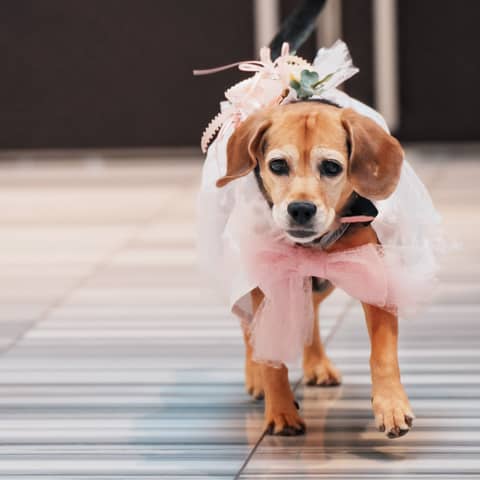 ホテルアークリッシュ豊橋｜豊橋のホテルウェディング