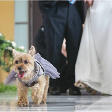【愛犬と一緒に！】ペットと一緒に過ごすオリジナルウェディングプラン