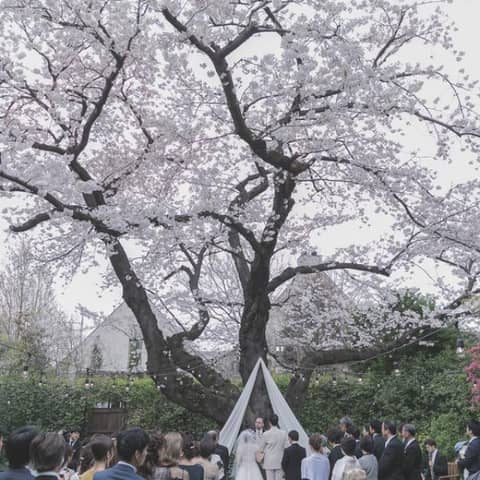 【最大90万円優待】桜＆緑×26年3～5月人気シーズンご検討の方へ