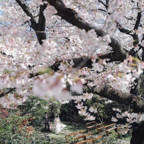 【2025年3月挙式】樹齢120年の桜の下で行う唯一無二のガーデンW♪